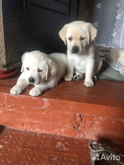 Лабрадор ретривер щенки