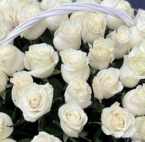 Розы высокие Доставка цветов