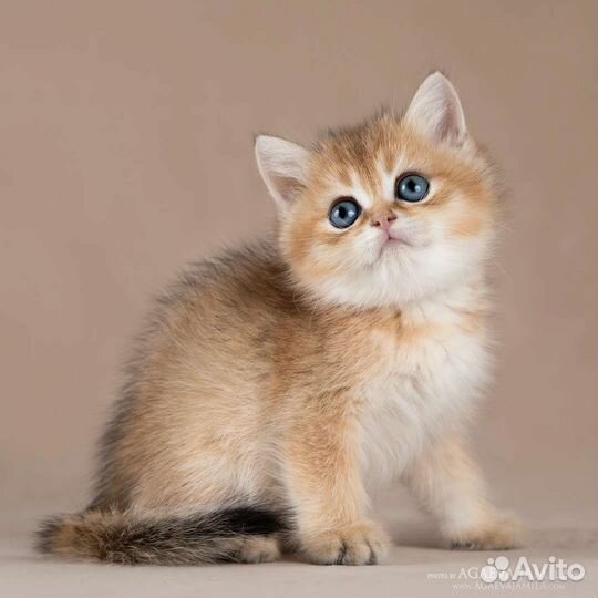 Мальчик золотая британская шиншилла Бугатти