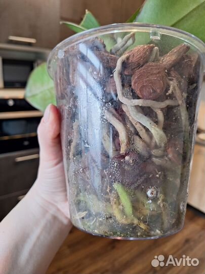 Орхидея фаленопсис Карина (Golden River)