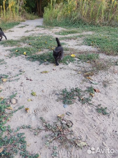 Котята черные