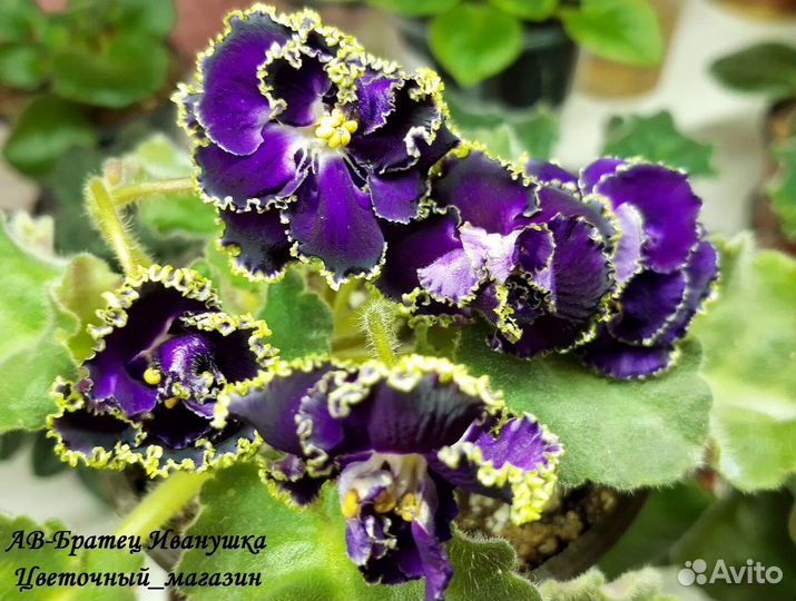 Продам укорененные детки сортовых фиалок 7