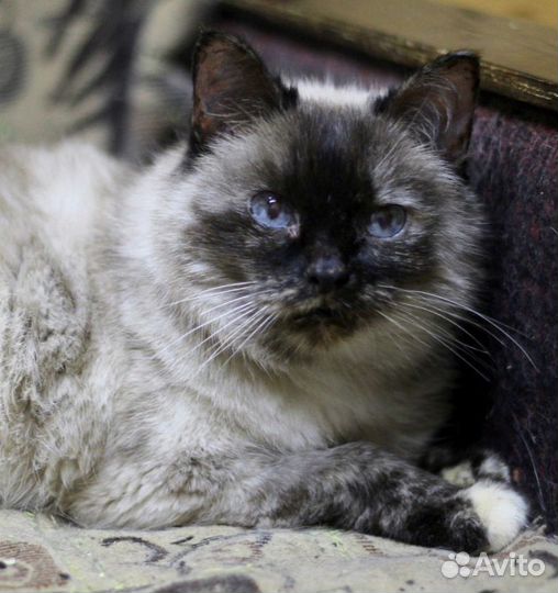 Сиамская кошка Сима