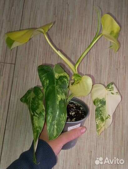 Домашние цветы