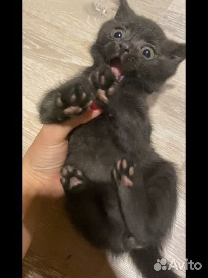 Котенок британец черный