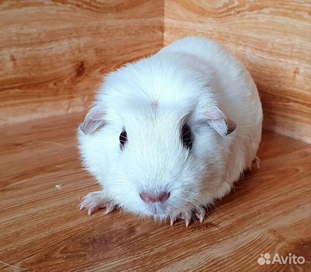 Морская свинка. Девочка