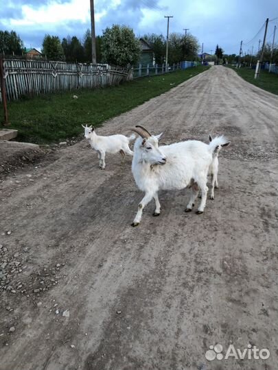 Дворянской породы коза с козлятами