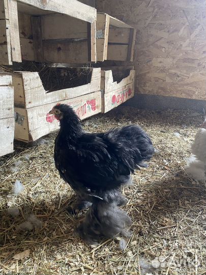 Цыплята кохинхина карликового