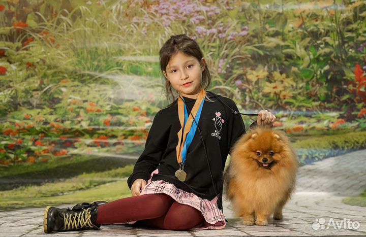 Померанский шпиц мини (22 см) вязка кобель