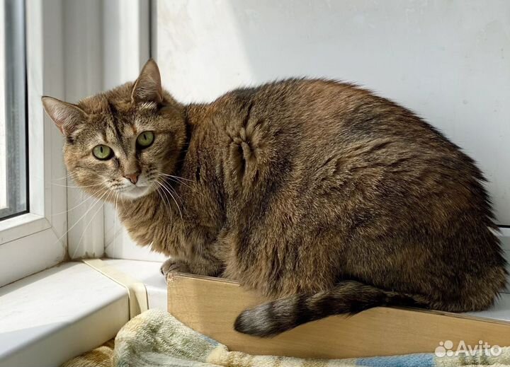 Плюшевая кошка Сильва в дар, в добрые руки