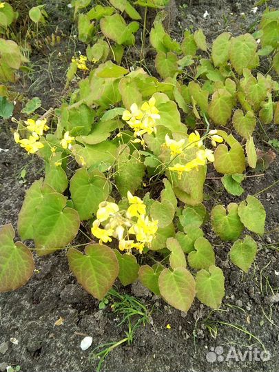 Цветы для тени