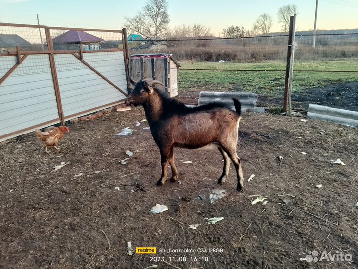 Козел альпийский