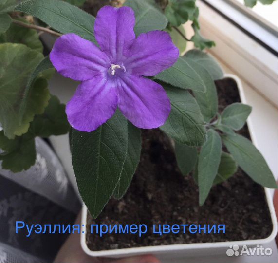 Комнатные растения