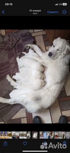 Щенки алабая