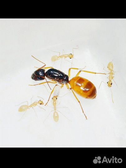Муравьи