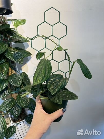 Комнатные растения цветы