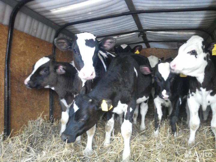 Продаются телята - бычки
