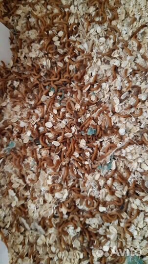 Мучной червь