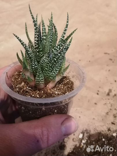 Хавортия spyder white