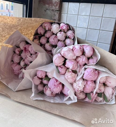 Пионы. Сара бернар. Спб. Поштучно. Самовывоз