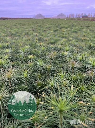 Зкс и окс Сосна Ель Лиственница сеянцы Голуб горн