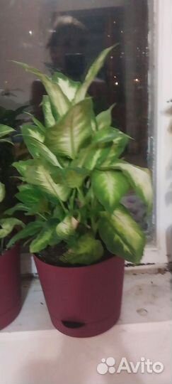 Комнатные цветы