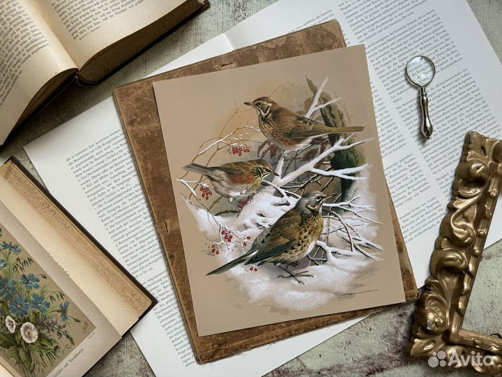 Репродукция. Птицы. Basil Ede. Дрозд