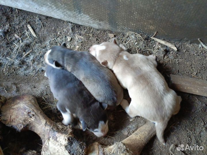 Щенки хаски