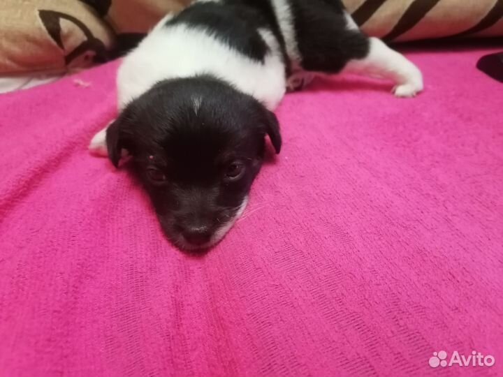 Отдам в добрые руки