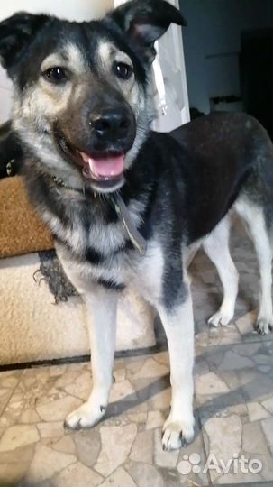 Метис овчарки в добрые руки