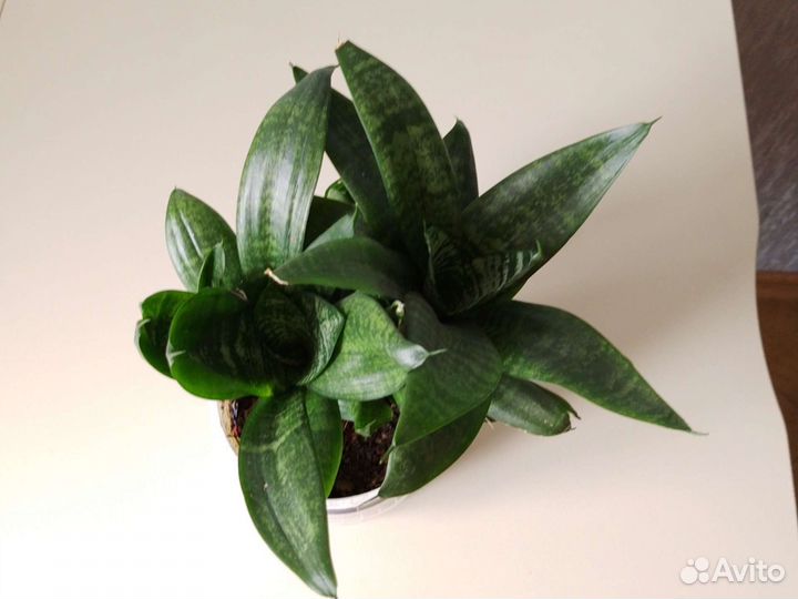 Сансевиерия