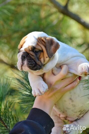 Щенки английского бульдога