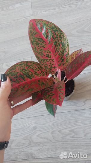Алоказия, аглаонема дарк, Арктик, липстик, калатея