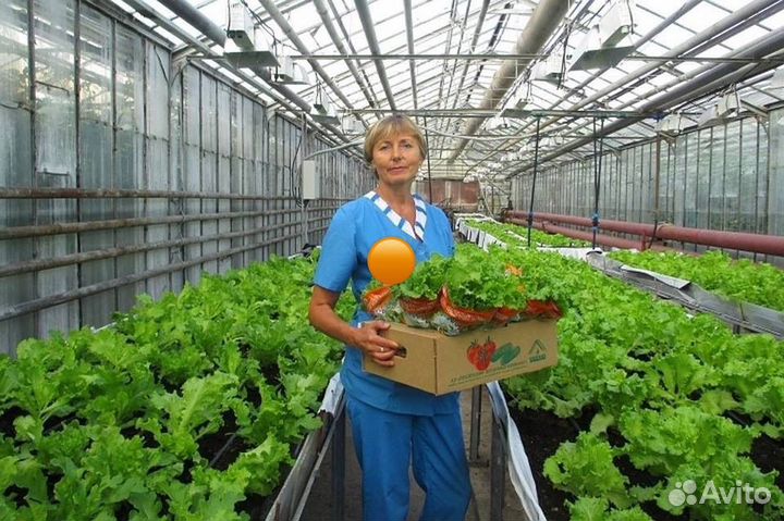 Вахта овощевод