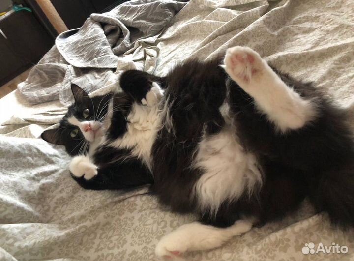 Кот сибиряк в добрые руки