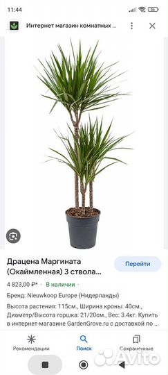Детки Драцены Маргината