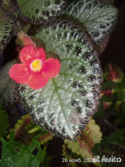 Эписция 2 сорта, традесканция зебрина