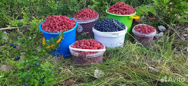 Брусника,клюква