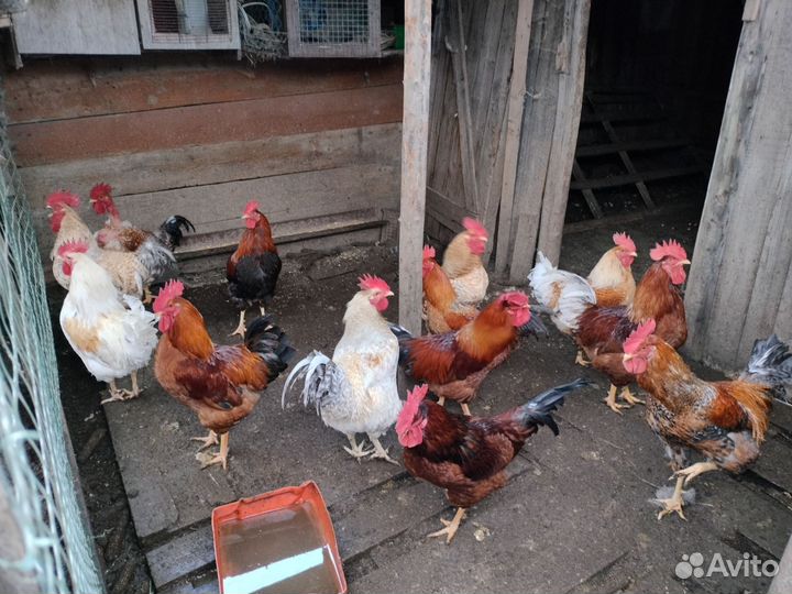 Петухи домашние,для разведение и на мясо