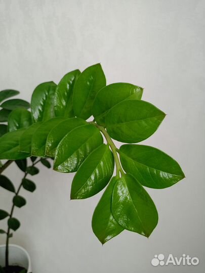 Замиокулькас. Долларовое дерево