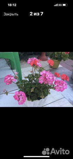 Пеларгония герань