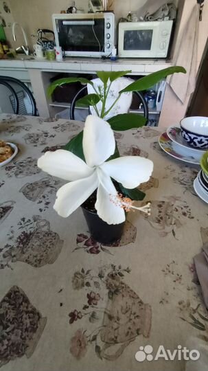 Гибискус черенки