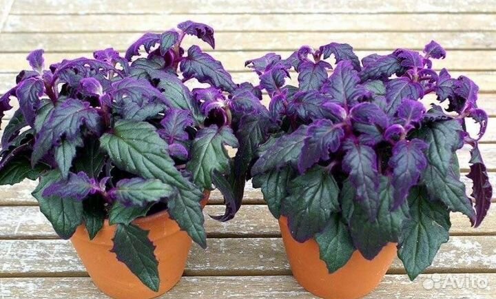 Комнатные домашние растения(отростки)