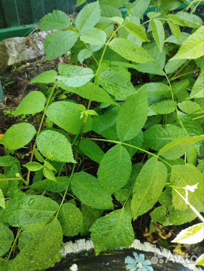 Саженцы Дуб, маньчжурский орех