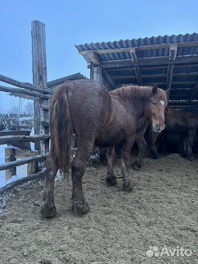 Советский тяжеловоз