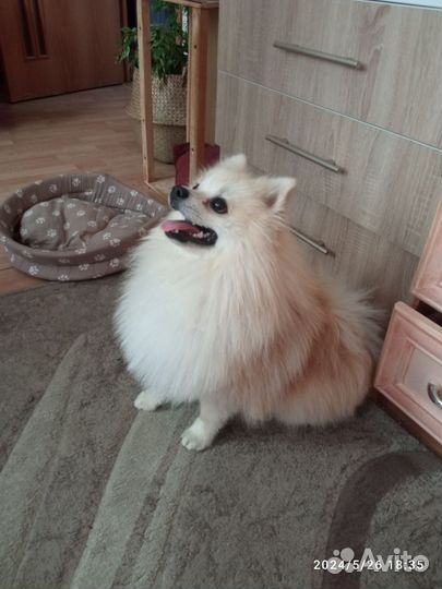 Вязка. Шпиц. Мальчик