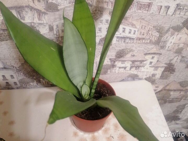 Сансевиерия соли голд, металика