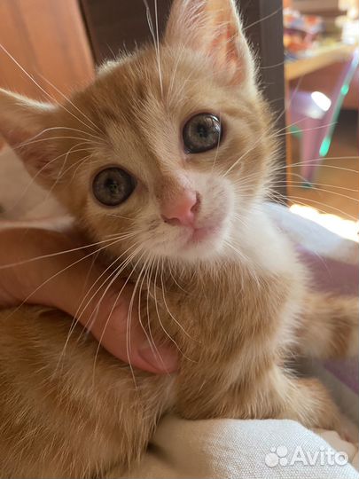 Котенок мальчик