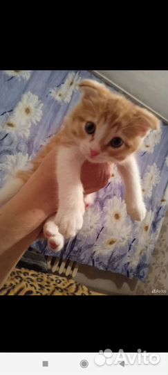 Шотландские котята