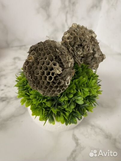 Осиное гнездо